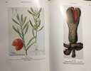 Another image of THE MEDICINAL AND POISONOUS PLANTS OF SOUTHERN AND EASTERN AFRICA: Being An Account Of Their Medicinal And Other Uses, Chemical Composition, Pharmacological Effects And Toxicology In Man And Animal. by Watt, John Mitchell and Maria Gerdina Breyer-Brandwijk.
