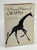 Another image of A NATURAL HISTORY OF GIRAFFES. by MacClintock, Dorcas, Illustrated by Ugo Mochi.