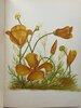 Another image of WILD FLOWERS OF THE PACIFIC COAST: From Original Water Color Sketches Drawn from Nature. by Thayer, Emma Homan.