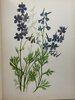 Another image of WILD FLOWERS OF THE PACIFIC COAST: From Original Water Color Sketches Drawn from Nature. by Thayer, Emma Homan.